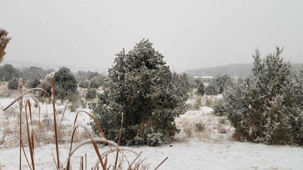 Light snow on a tree.