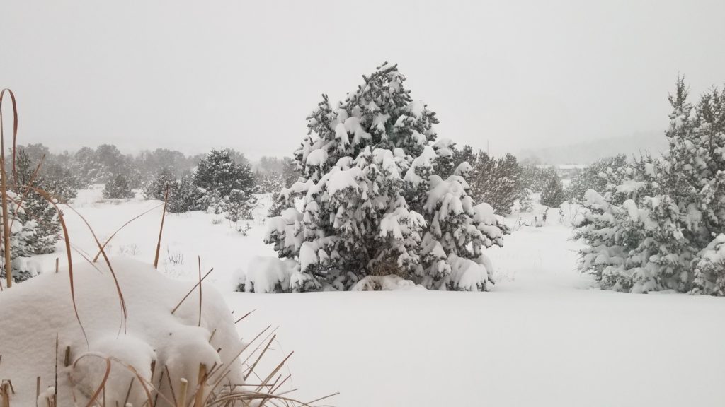 Snow covered tree.