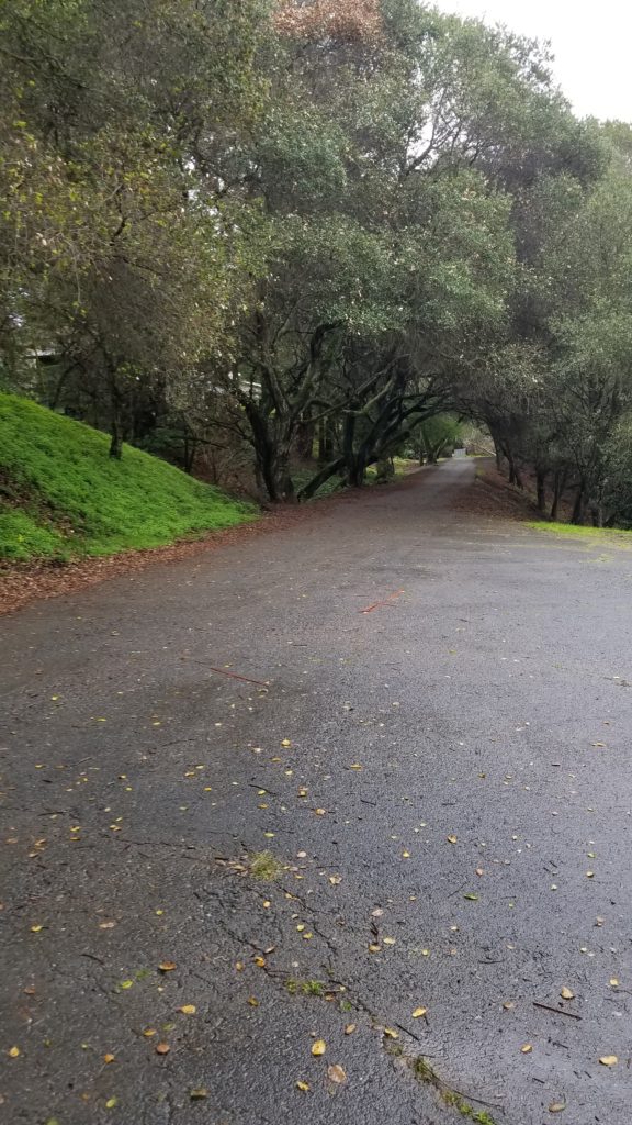 Trees along a paved walk way.