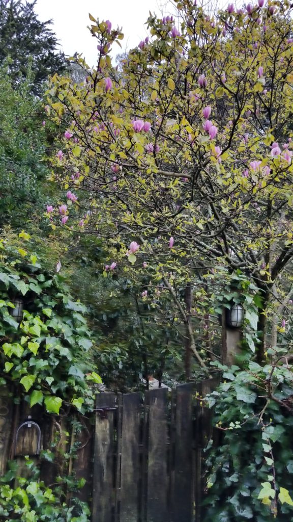 Flowers in the trees