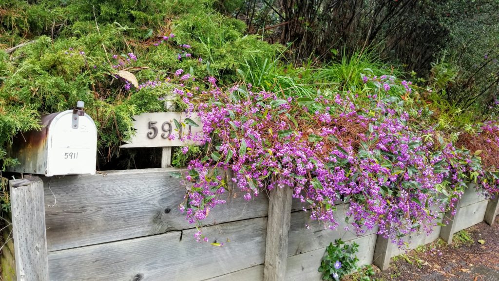 Purple Flowers