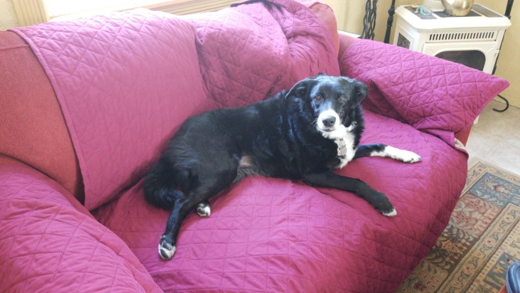 Border collie on a couch.