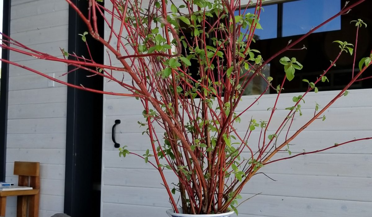 Plant in a winery tasting room