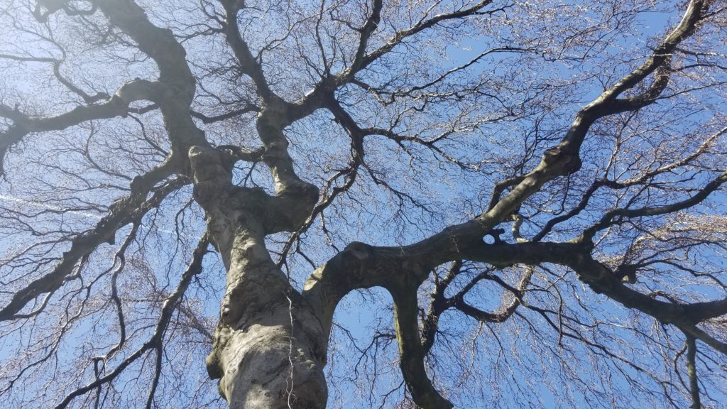 tree against blue sky