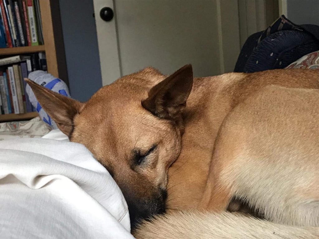 Taiwanese Mountain Dog sleeping