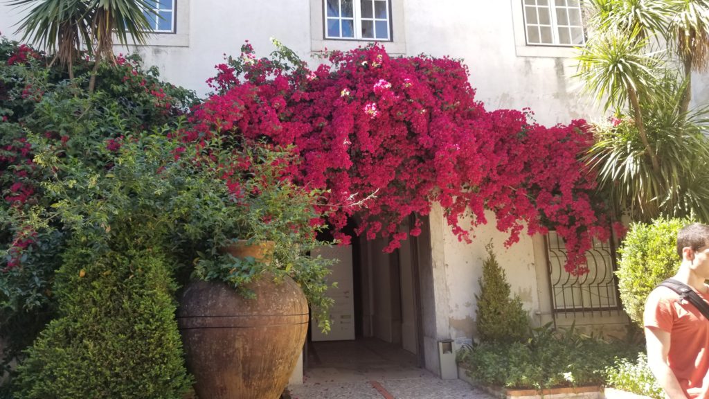 Pink flowers above a doorway