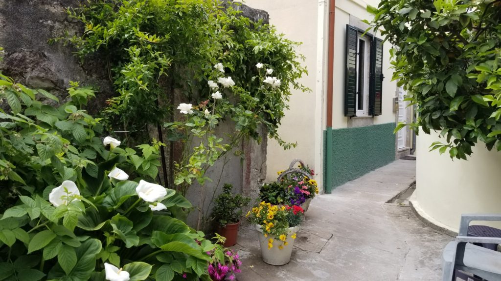 Flowers in front of building