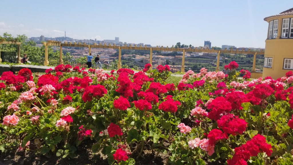 Red flowers