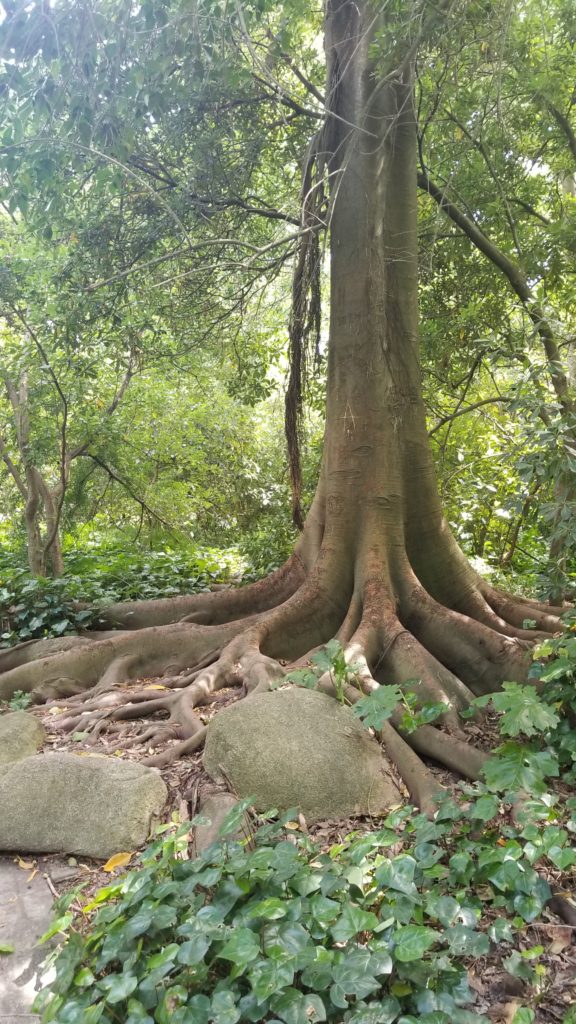 Magical looking tree