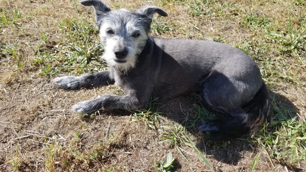 terrier lying in the yard